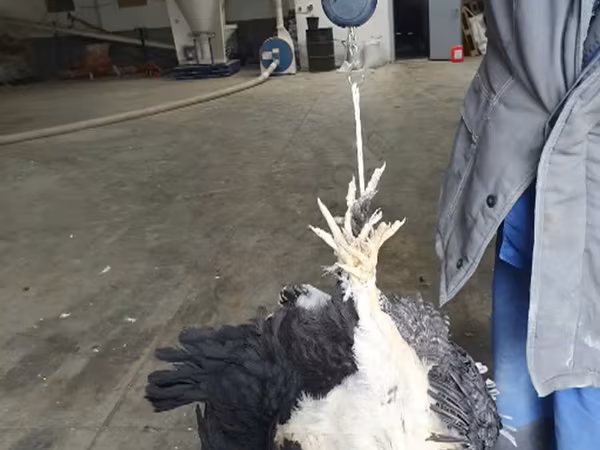 多米南特