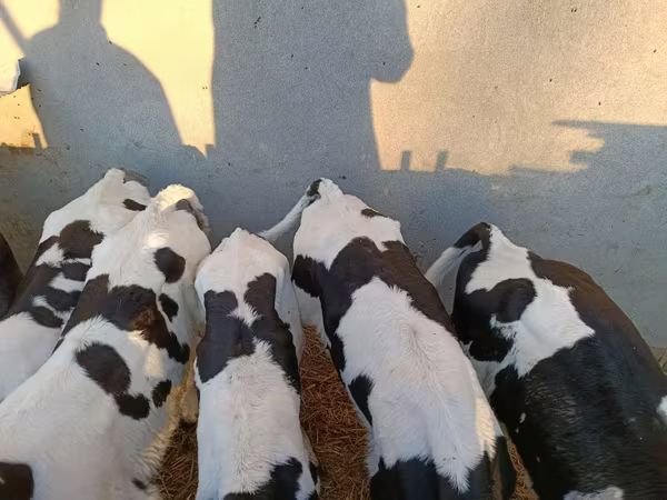 公牛, Holstein breed