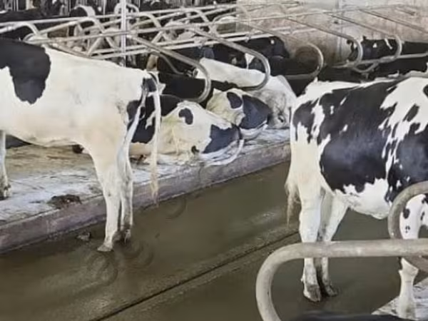 Cow, Holstein breed
