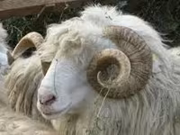 公山羊, Goats — 照片 3