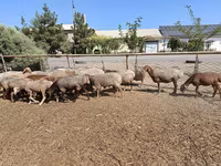 Ram, Arashan sheep — photo 2