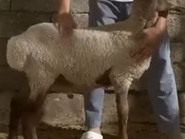 كبش, الأغنام — أوزبكستان