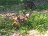 Теке, Nubian Goat — 2-сурет