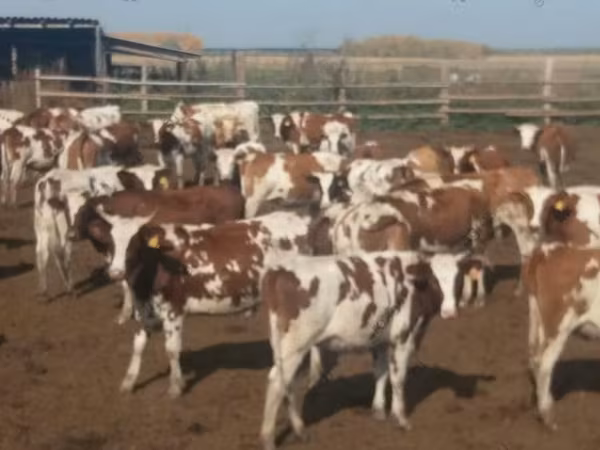 Kuh, Swiss cattle