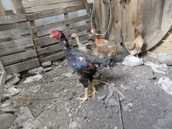 ऑस्ट्रेलियन गेम