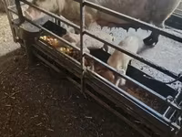 Eber, Schweine — Foto 2