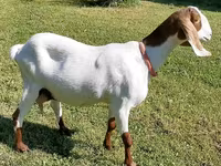 Cabra, Nubian Goat — foto 3