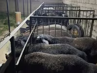 Ram, Sheep — photo 8