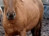 Mare, American shetland pony — photo 6