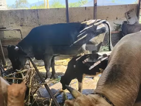 ثور, الماشية