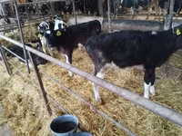 Bull, Cattle — photo 6