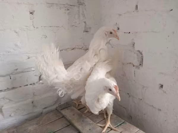 莫斯科黑