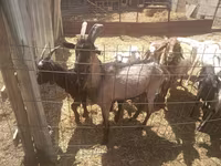 Cabro, Cabras — foto 2