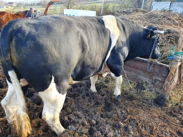 公牛, Holstein breed