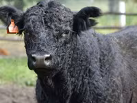 بقرة, Swiss cattle — الصورة 7