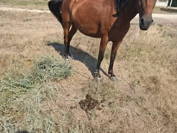 Mare, Horses