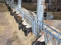 Қошқар, Dorper sheep — 5-сурет