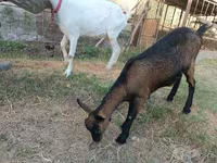母山羊, Saanen goat — 照片 3