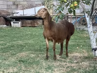 Ram, Hissar sheep — photo 1