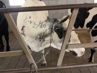 Kuh, Holstein-Rasse — Foto 3