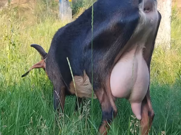 बकरी, Nubian Goat