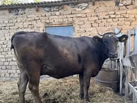母牛, Swiss cattle — 照片 2