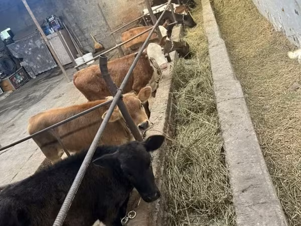 Сиыр, Swiss cattle