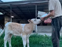 सांड, मोंबेलियार्ड — फ़ोटो 3