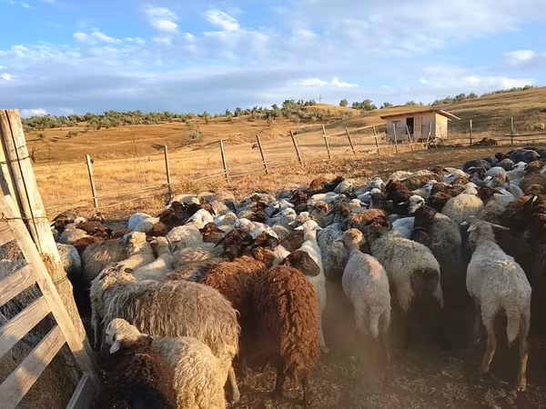 母羊, Sheep