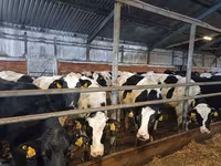Cow, Holstein breed — photo 6