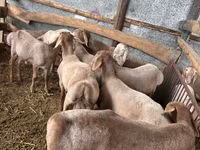 كبش, Arashan sheep — الصورة 3