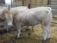 Бұқа, Blonde d’Aquitane cattle — 3-сурет