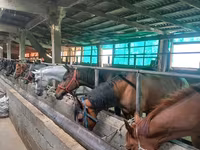 Yegua, Caballos — foto 1