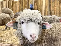 كبش, Dorper sheep — الصورة 4