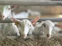 عنزة, Saanen goat — الصورة 1