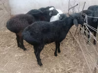 Ram, Rhon sheep — photo 1