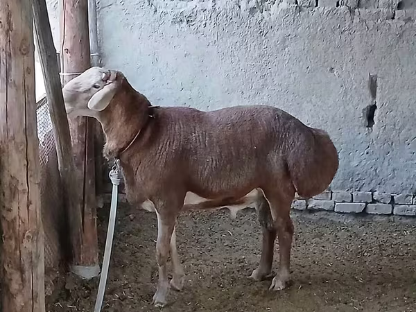 Қошқар, Arashan sheep
