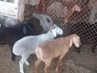 Ram, Sheep — photo 1