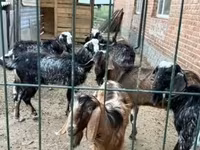 Ешкі, Alpine goat — 7-сурет