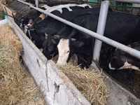 Cow, Swiss cattle — photo 2