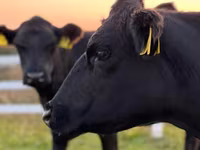Cow, Aberdeen-Angus — photo 1