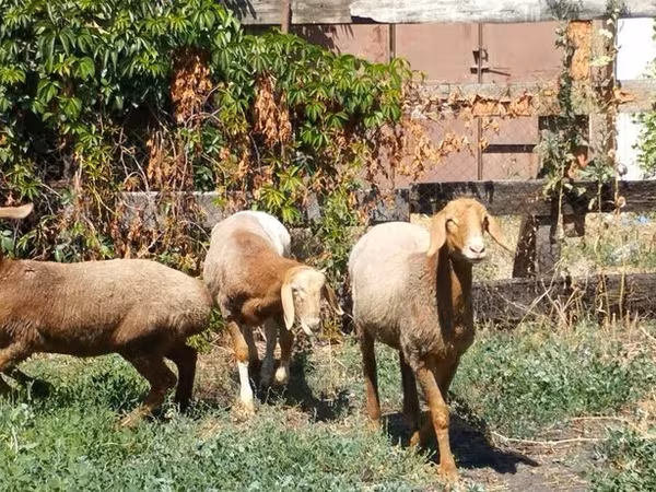 كبش, Rhon sheep — قيرغيزستان