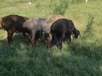 Қошқар, Kazakh fat-tailed coarsewool sheep — 2-сурет