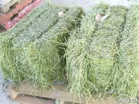 cumpar lucerna — फ़ोटो 2