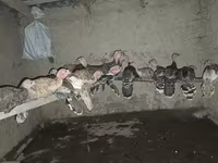 Turkeys — الصورة 1