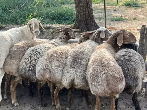 نعجة, الأغنام — قيرغيزستان
