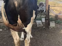 Cow, Russian Black pied cattle — photo 3