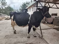 गाय, हेरफोर्ड — फ़ोटो 1