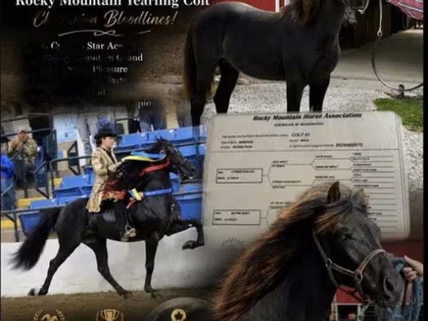Hengst, Rocky Mountain Horse