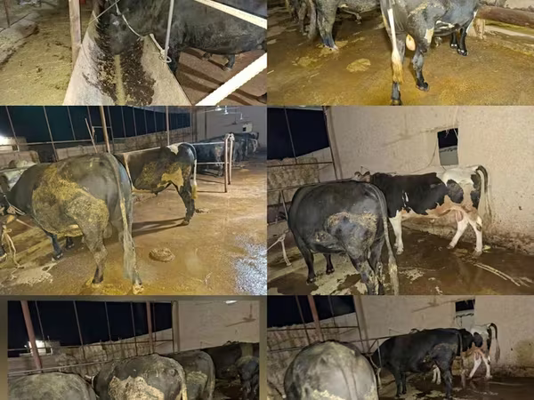 公牛, Cattle — 乌兹别克斯坦